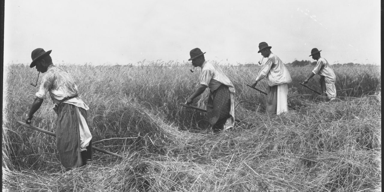 <span class="entry-title-primary">Aratási szokásokról dióhéjban</span> <span class="entry-subtitle"> „Áldja nevét százszor a jó Teremtőnek / Hogy földjébe arany színű fejek nőnek” *</span>