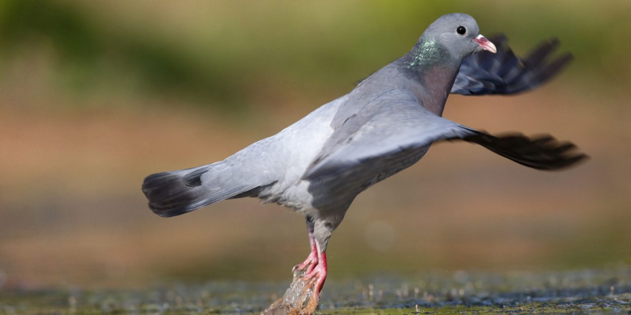 Madárűzőt szerelnek fel egy požareváci parkban