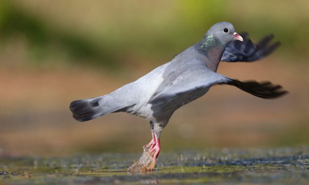 Madárűzőt szerelnek fel egy požareváci parkban