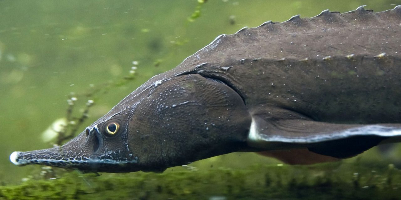 Az EU-ban lévő természeti területek mintegy 80 százaléka rossz állapotban van