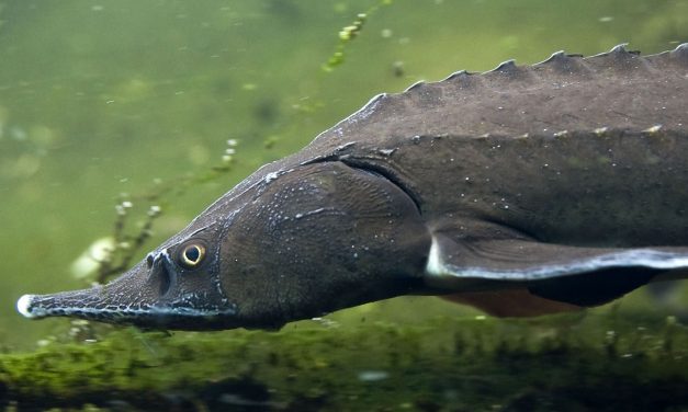 Betiltották a kecsege halászatát és horgászatát