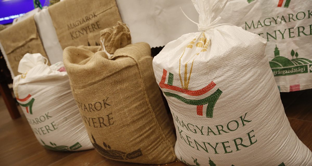 Magyarok kenyere – Vajdaságban is gyűjtik a búzaadományokat