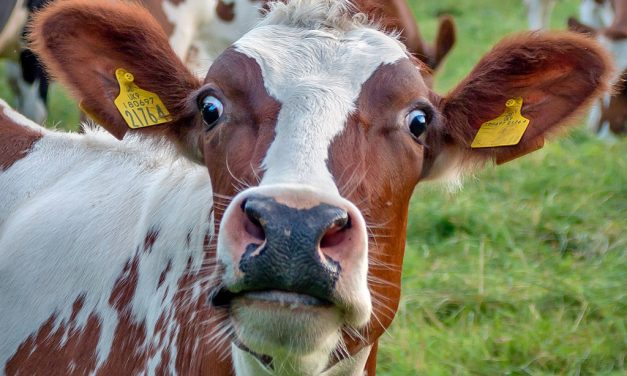 Bill Gates hadat üzent a tehénböfögésnek