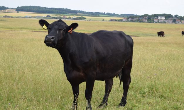 Kalandvágya ítélte halálra a tehenet