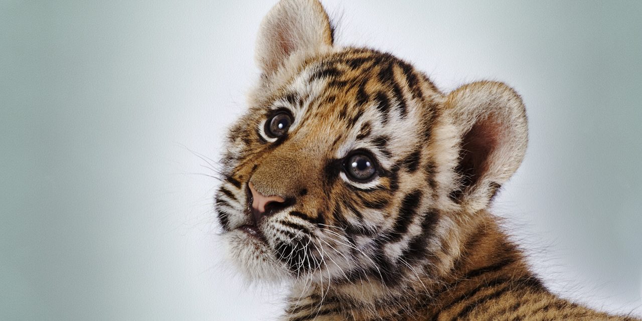 Rövid idő alatt befogták a német állatkertből megszökött nagymacskákat (FRISSÍTÉS)