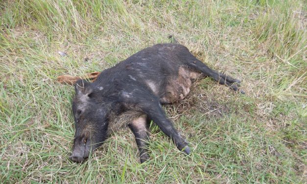 Sertéspestis: Újabb vaddisznótetem a román-ukrán-magyar hármashatár közelében