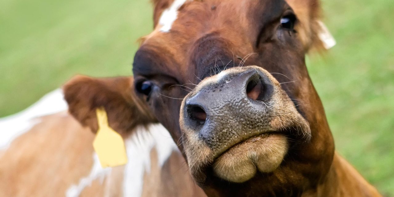 Tehénszépségversenyt tartanak Hódmezővásárhelyen