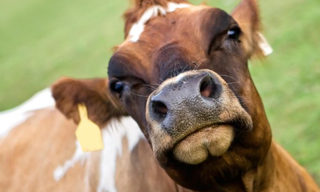 Nem vette át senki, kiöntött két és fél tonna tejet – VIDEÓVAL