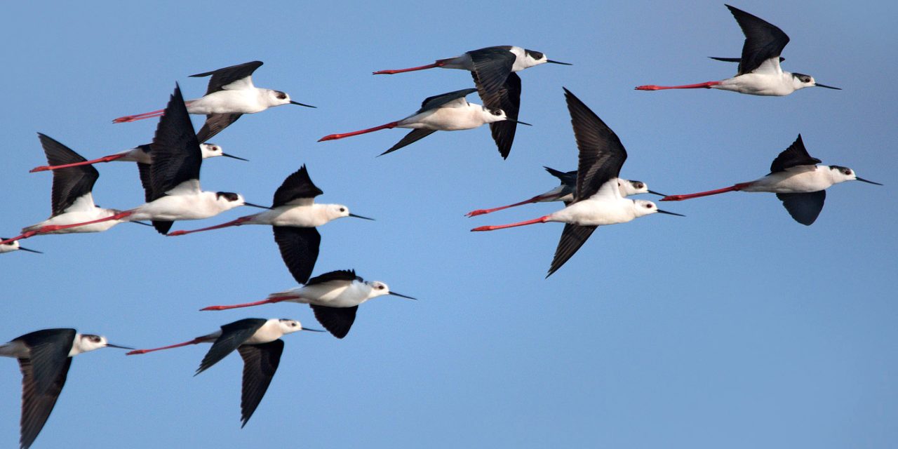 <span class="entry-title-primary">Az év madara 2019-ben</span> <span class="entry-subtitle">A gólyatöcs</span>