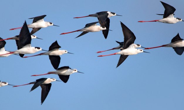 <span class="entry-title-primary">Az év madara 2019-ben</span> <span class="entry-subtitle">A gólyatöcs</span>