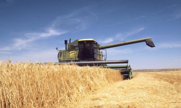 18 dinárt fizetnek a búza kilogrammjáért