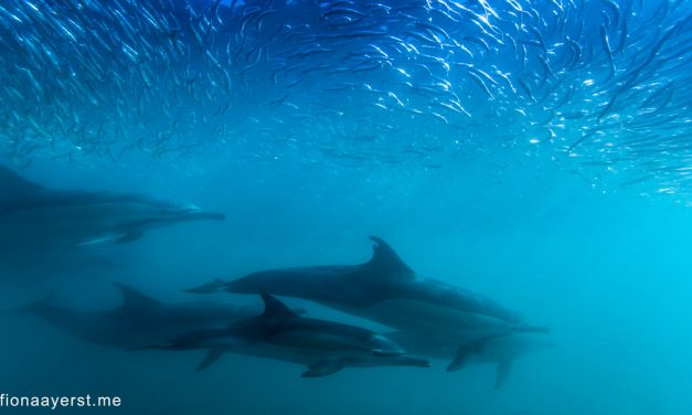 Valaki lelőtt egy delfint Horvátországban