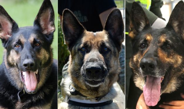 Vérdíjat tűzött ki a bűnszervezet a drogkereső kutya fejére