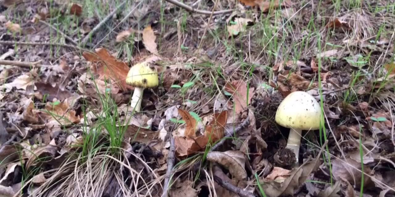 Gombamérgezésben meghalt egy Negotin melletti fiatalember