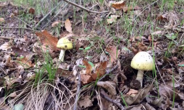 Gombamérgezésben meghalt egy Negotin melletti fiatalember