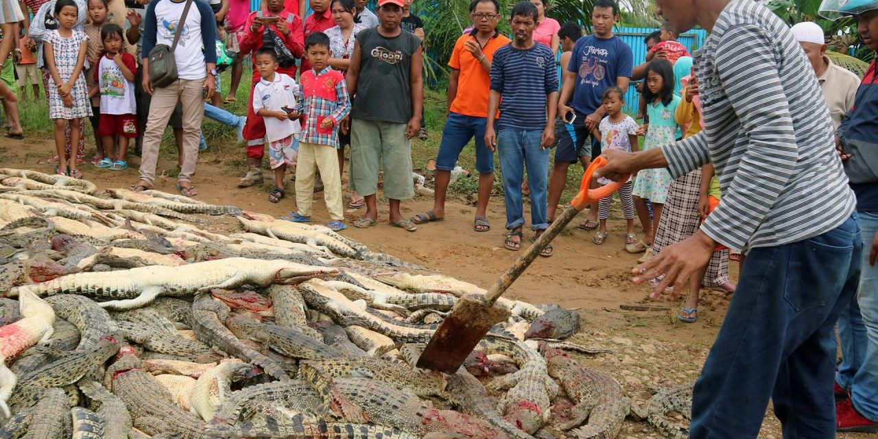 300 krokodilt mészároltak le