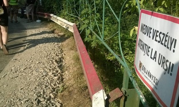 Két hím medve kilövésére kaptak engedélyt Székelyföldön