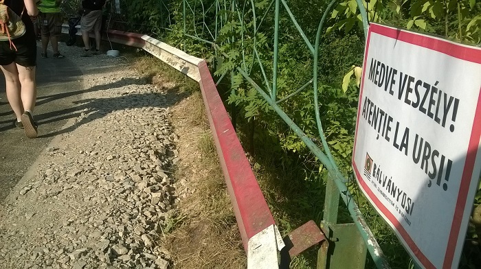 Két hím medve kilövésére kaptak engedélyt Székelyföldön