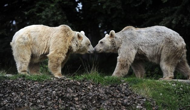 Palicsról Svájcba költözik a jegesmedve