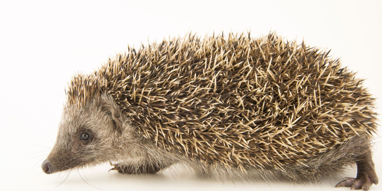 Felfüggesztett börtönbüntetést kapott a sünt felgyújtó fiatal