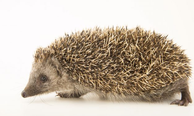 Felfüggesztett börtönbüntetést kapott a sünt felgyújtó fiatal