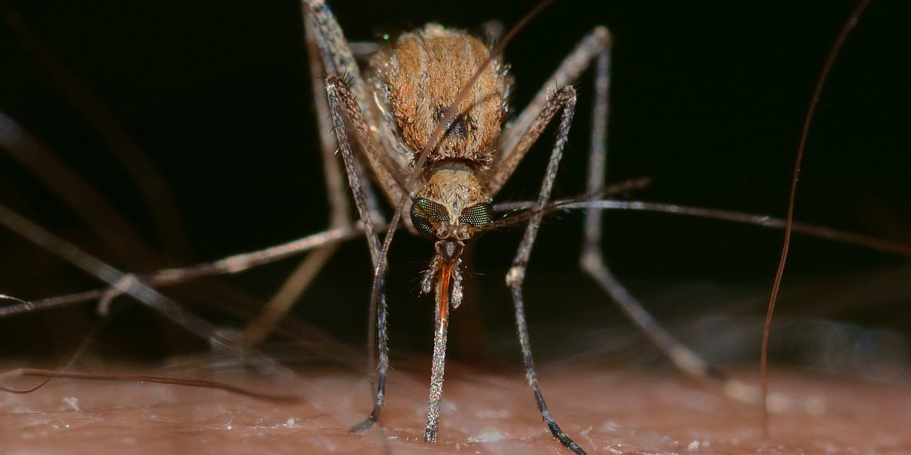 Öten haltak meg idén nyugat-nílusi lázban Szerbiában