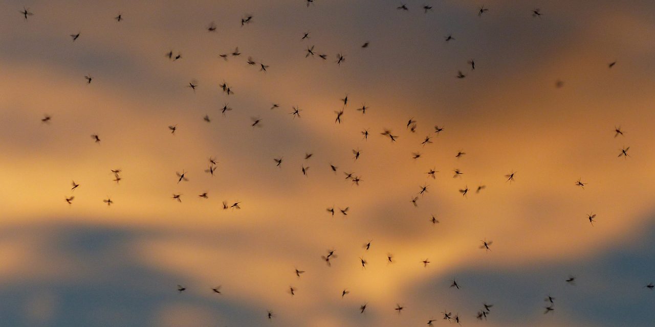 Kilencre nőtt a nyugat-nílusi láz áldozatainak száma Szerbiában