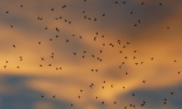 Két áldozata is van a nyugat-nílusi láznak Szerbiában