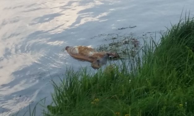 Zenta: Egy napja senki hozzá se nyúlt a hídi strand közelében levő állattetemhez