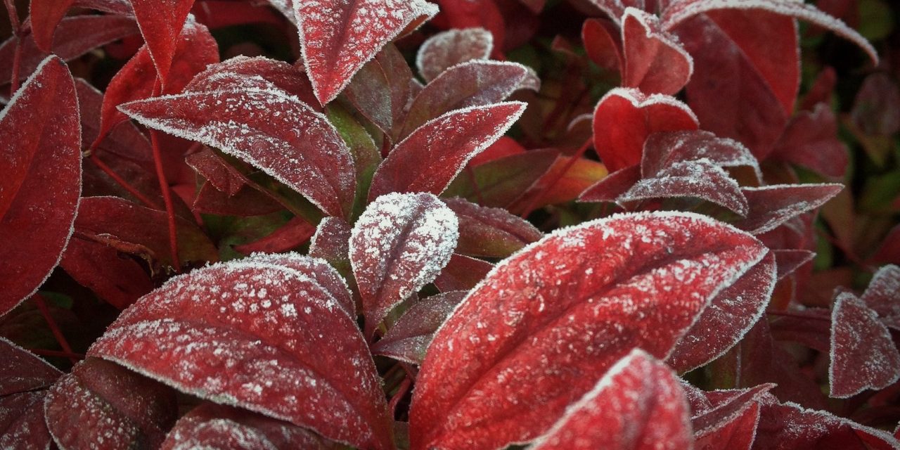 <span class="entry-title-primary">Hunyhat a máglya</span> <span class="entry-subtitle">Baranyai Bosnyák István verse</span>