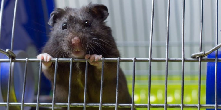 <span class="entry-title-primary">Amikor a tükör lekever egy pofont</span> <span class="entry-subtitle">Törpenyulak, vadászgörények, lelkiismeret – Miért tartja Pásztor István ketrecrázónak a népet?</span>