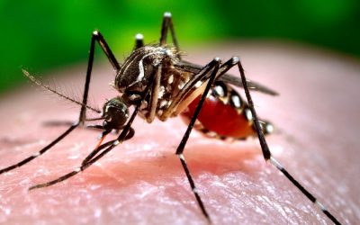 Már csaknem hatvanan kapták el a nyugat-nílusi lázat