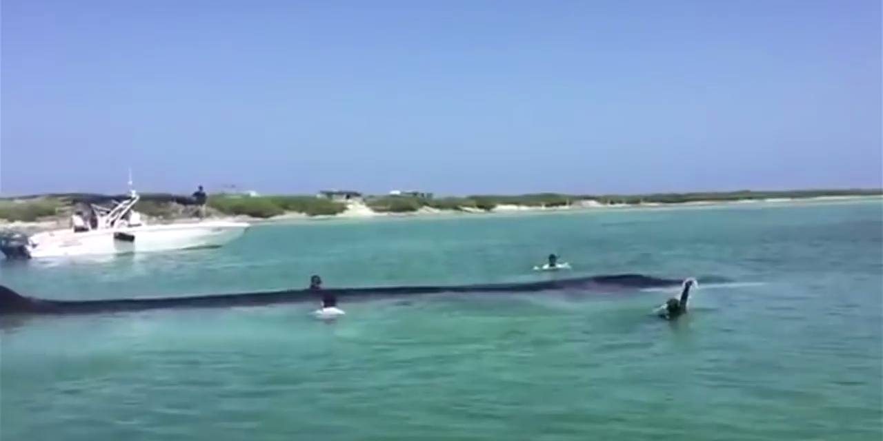 Megmentettek egy partra sodródott bálnát Mexikóban (Videóval)