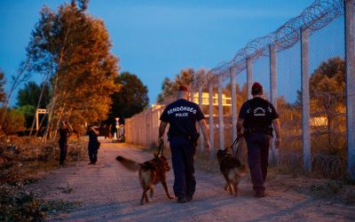 Továbbra is van migráns a Szabadka környékbeli erdőkben