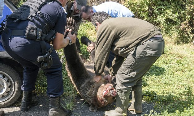 Csíkszeredai iskolaudvaron lőttek ki egy medvét