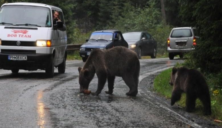 Medvét ütött el egy kisteherautó