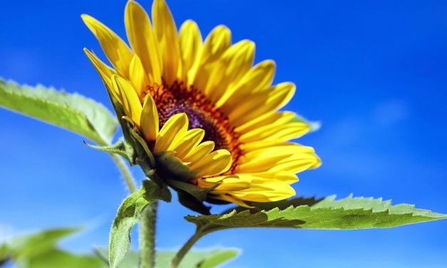 Elégedetlenek a termelők a napraforgó árával