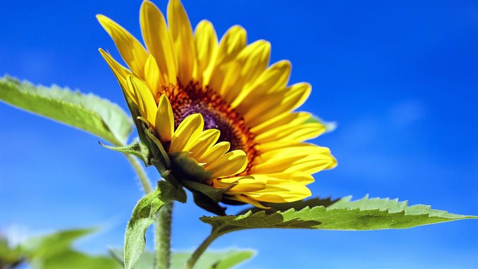 Elégedetlenek a termelők a napraforgó árával