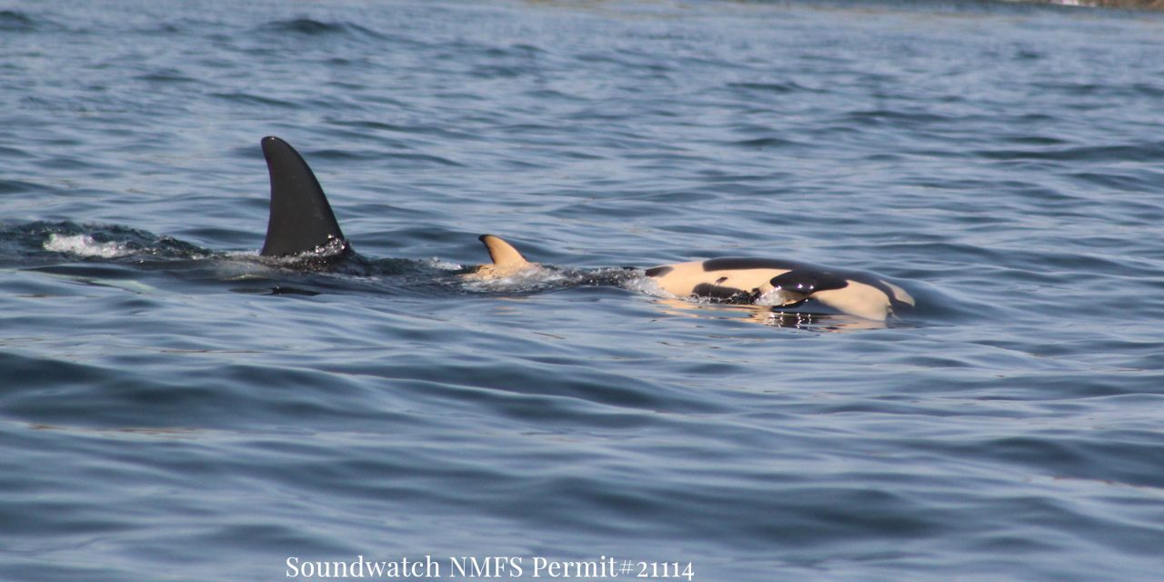 Két hét után elengedte halott borját a gyászoló bálna
