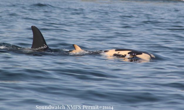 Két hét után elengedte halott borját a gyászoló bálna