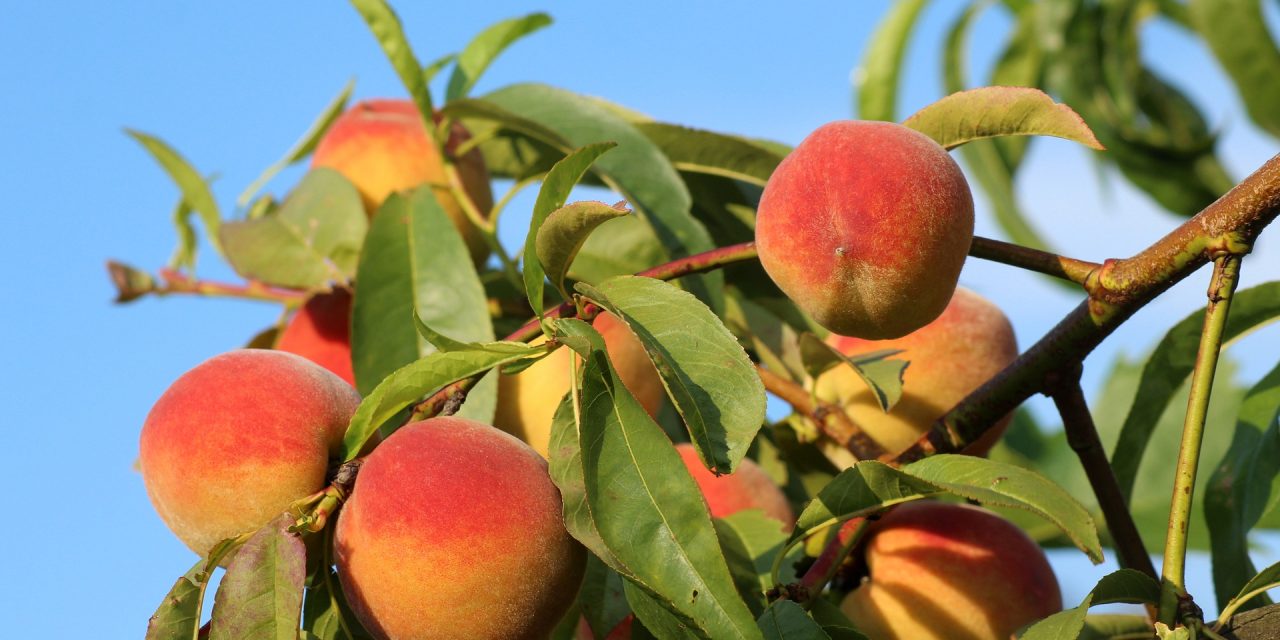 Ideiglenes tilalom a Szerbiából érkező gyümölcsökre Oroszországban