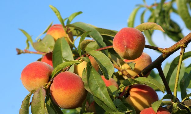 Ideiglenes tilalom a Szerbiából érkező gyümölcsökre Oroszországban