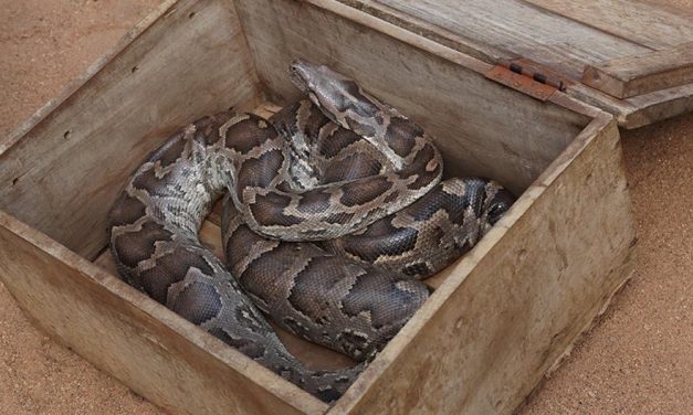 Kiderült, ki küldte a pitont postai küldeményként