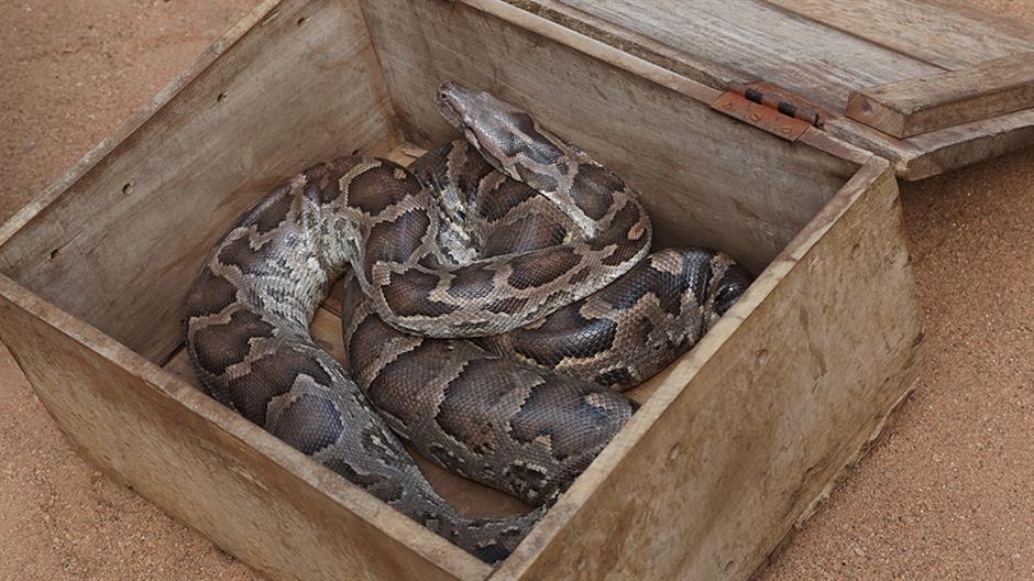 Kiderült, ki küldte a pitont postai küldeményként