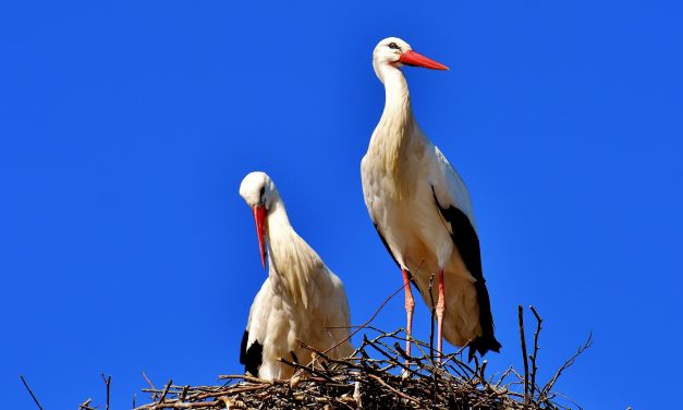 A vezetékek gyilkolják a gólyákat
