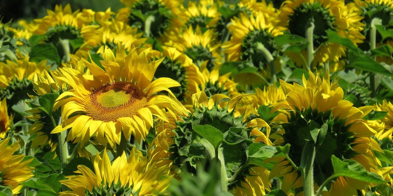 Csalódtak a napraforgó felvásárlási árában a gazdák