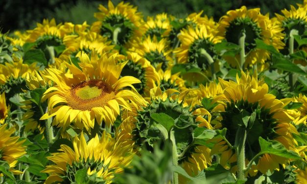 Csalódtak a napraforgó felvásárlási árában a gazdák