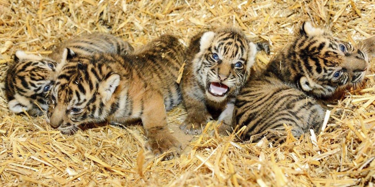 Négy szumátrai tigris született a berlini állatkertben