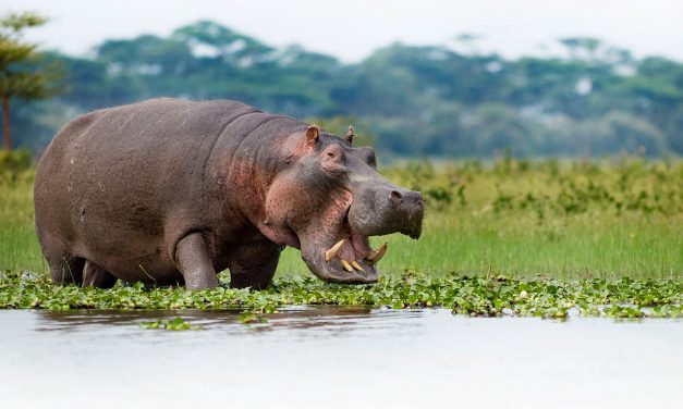 Vízilótámadásban meghalt egy kínai turista Kenyában