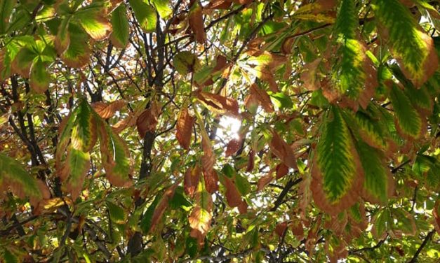 <span class="entry-title-primary">Egy lányhoz</span> <span class="entry-subtitle">Szapphó verse</span>